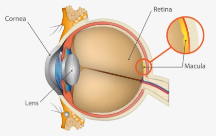 Anatomy Of The Eyes Detail, HD Png Download, Transparent PNG