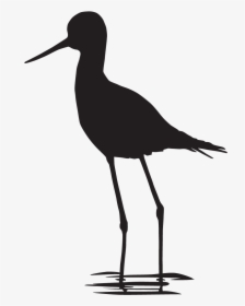 Coloring Book Black And White Bird Crocodile Paint - Shorebird, HD Png Download, Transparent PNG