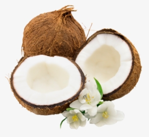 Coconut Png, Transparent Png, Transparent PNG