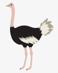 Clipart Ostrich, HD Png Download, Transparent PNG