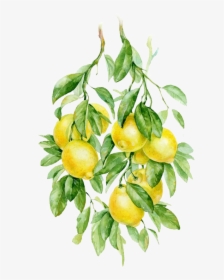 Botanical Drawing Lemon - Lemon Watercolor No Background, HD Png Download, Transparent PNG