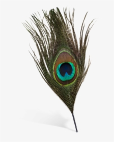 #feather #feathers #peacock #peacockfeather #peacockfeathers - Transparent Background Peacock Feather Png, Png Download, Transparent PNG