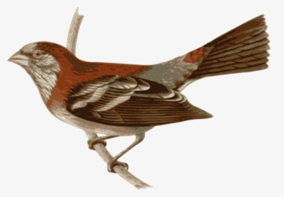 Perching Bird,wren,bird - Tailorbird Png, Transparent Png, Transparent PNG