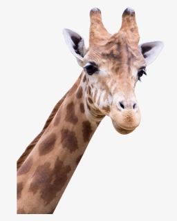 Giraffe Png Transparent Image - Amine Good For You, Png Download, Transparent PNG