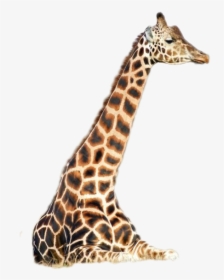 Giraffe Png Image - Giraffidae, Transparent Png, Transparent PNG