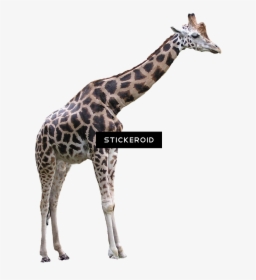 Giraffe , Png Download - Transparent Background Transparent Giraffe, Png Download, Transparent PNG