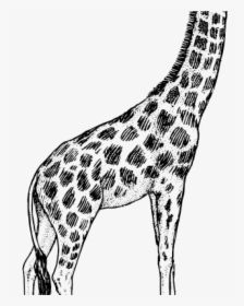 Giraffe Clipart Black And White Giraffe Drawing Clip - Realistic Pencil Giraffe Drawing, HD Png Download, Transparent PNG