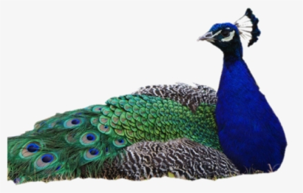 Peacock Png Transparent Images - Peacock Images Without Background, Png Download, Transparent PNG
