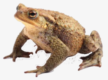 Toad Freetoedit - Amphibians Toad, HD Png Download, Transparent PNG