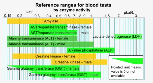 Reference Ranges For Blood Tests - Enzyme Blood Test, HD Png Download, Transparent PNG