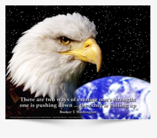 This Is The English Version Of Poster Design - Patriotic Eagle, HD Png Download, Transparent PNG
