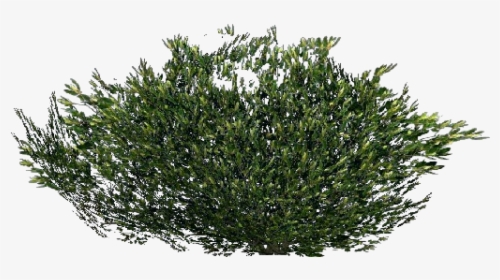 Arbusto 3d - Arbusto - Acca Software - Arbustos Png, Transparent Png, Transparent PNG