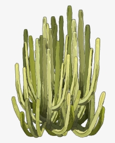 Euphorbia Png, Transparent Png, Transparent PNG
