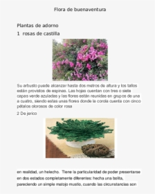 Plantas Medicinales De Buenaventura, HD Png Download, Transparent PNG