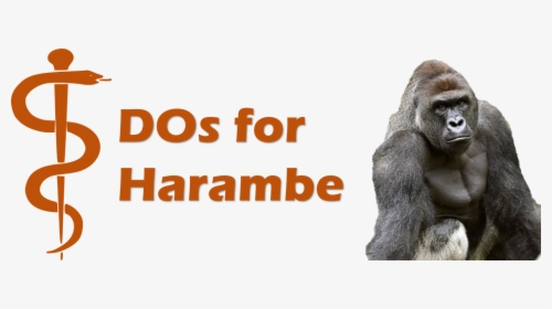 Harambe Png, Transparent Png, Transparent PNG