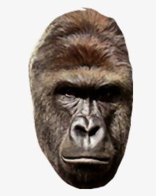 #harambe, HD Png Download, Transparent PNG