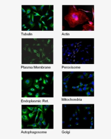 Cell Staining - Graphic Design, HD Png Download, Transparent PNG