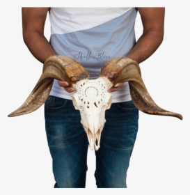 Carved Ram Skull Bull - Bull, HD Png Download, Transparent PNG