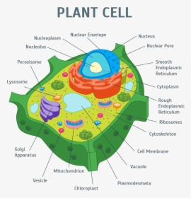 Plant Cell Png - Plant Cell Organelles, Transparent Png, Transparent PNG