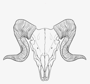 Lineart Ram By - Ram Skull Line Art, HD Png Download, Transparent PNG