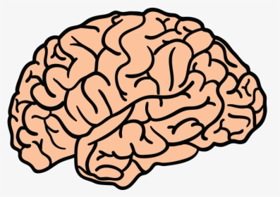 Blue Brain Project Human Brain Clip Art - Brain Png, Transparent Png, Transparent PNG