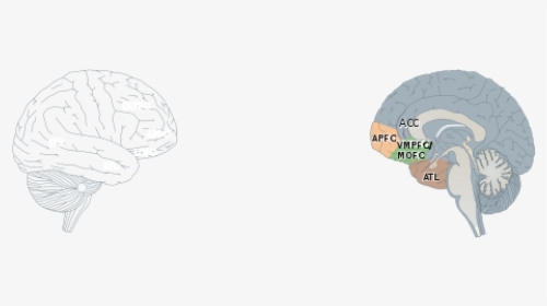 Human Brain - Sketch, HD Png Download, Transparent PNG