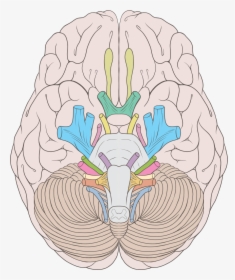Cranial Nerves Ventral View, HD Png Download, Transparent PNG