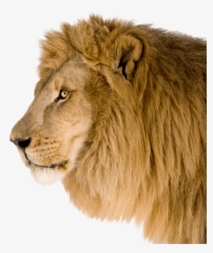 Lion Head Side Png, Transparent Png, Transparent PNG