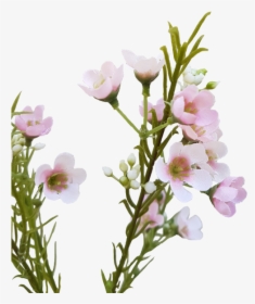 Wax Flower - Bouquet, HD Png Download, Transparent PNG
