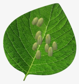 Tree, HD Png Download, Transparent PNG