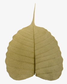 Bodhi Leaf Wilted - Maidenhair Tree, HD Png Download, Transparent PNG
