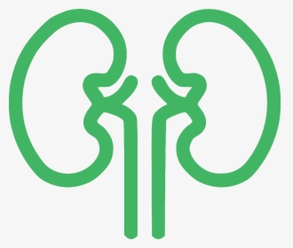 Ayurveda Upachar Kendra - Clip Art Of Kidney In Black And White, HD Png Download, Transparent PNG
