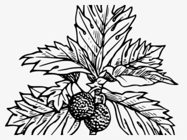 Breadfruit Clipart, HD Png Download, Transparent PNG
