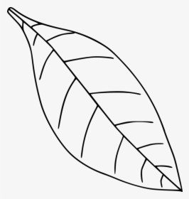 Autumn Leaf Color Drawing Black And White Cc0 - Leaf Clipart Black And White, HD Png Download, Transparent PNG