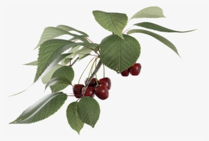 Cherry, Fruit, Transparent, A Branch - Cherry Fruit Branch, HD Png Download, Transparent PNG
