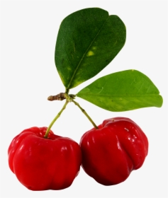 Clip Art Juice Barbados Cherry Fruit - Barbados Cherry Tree Png, Transparent Png, Transparent PNG