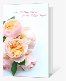 Wedding Wishes - Hybrid Tea Rose, HD Png Download, Transparent PNG