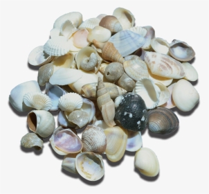 Small Indian Shell Mix, HD Png Download, Transparent PNG