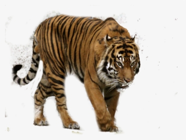 Transparent Bengal Tiger Png - Sumatran Tiger Transparent, Png Download, Transparent PNG
