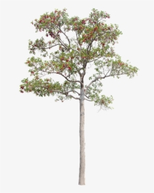 Tree, Green, Isolated, Garden, Forest, Decoration - Decoratione Garden Png, Transparent Png, Transparent PNG