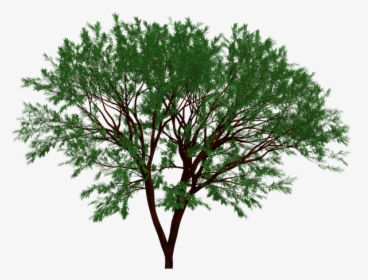 Tree, Nature, Garden, Forest, Leaf, Leaves, Natural - Portable Network Graphics, HD Png Download, Transparent PNG