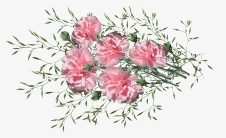 Carnations, Flowers, Nature, Garden, Plants - Bouquet, HD Png Download, Transparent PNG