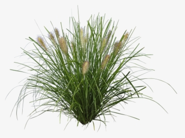 Grasses Png, Transparent Png, Transparent PNG