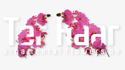 Ter Haar Ornamental Flowers Bv - Ter Haar Ornamental, HD Png Download, Transparent PNG