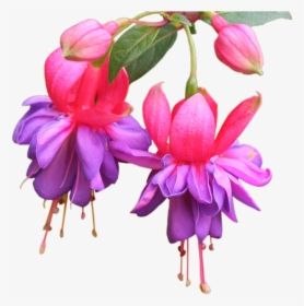 Planten Info - Fuschia Flowers Transparent Background, HD Png Download, Transparent PNG