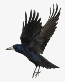 Crow Png Background Image - Crow Transparent, Png Download, Transparent PNG