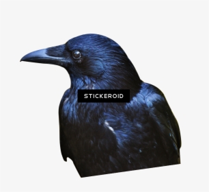 Crow Hd Birds - American Crow, HD Png Download, Transparent PNG