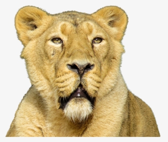 Isolated Animal Lion Free Photo - Lion Roar Transparent Backgrounds, HD Png Download, Transparent PNG