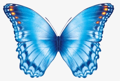 Butterfly Flying Gif - Transparent Background Butterfly Gif, HD Png Download, Transparent PNG