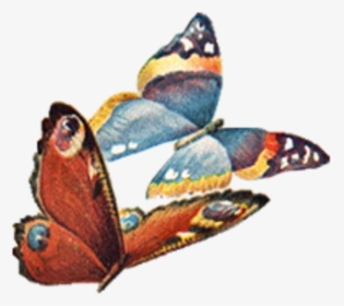Clipart Free Vintage Butterfly, HD Png Download, Transparent PNG